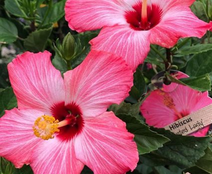 NJ Greenhouse & Garden Center - Chester, NJ