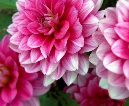Dahlias: Annuals at Stony Hill Gardens