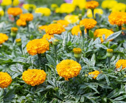 gardens-annuals-marigolds