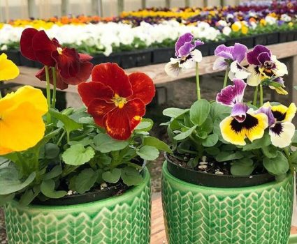 gardens-annuals-pansies-potted