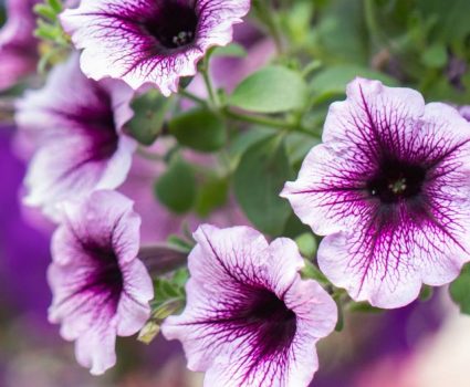 gardens-annuals-wave-petunias