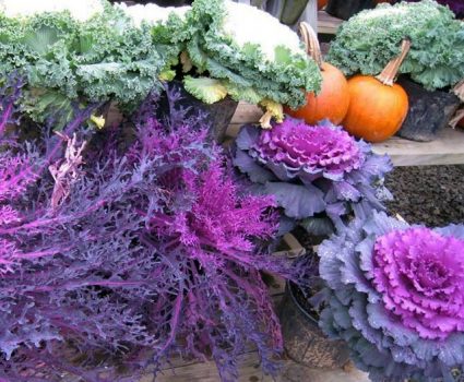 gardens-fall-cabbage-pumpkins-kale
