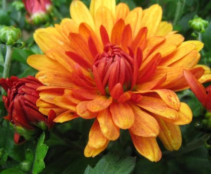 Fall Mums