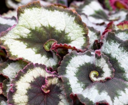 gardens-houseplants
