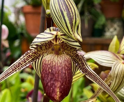 gardens-orchids-ladys-slipper