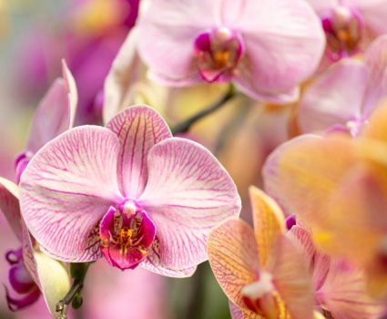 gardens-orchids-phalaenopsis-yellow-pink