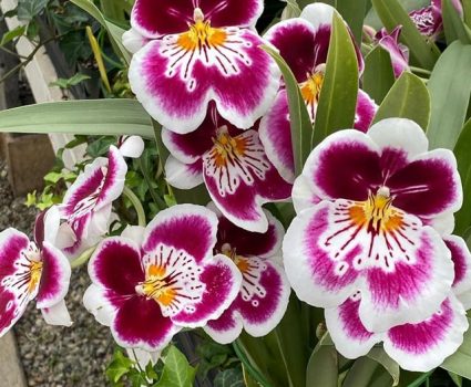 gardens-orchids-pink-white-yellow
