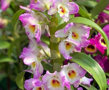 gardens-orchids-unique-varieties