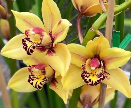 gardens-orchids-yellow-maroon
