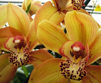 gardens-orchids-yellow-maroon-spotted