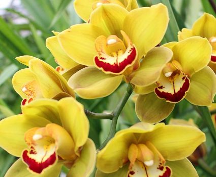 gardens-orchids-yellow-red