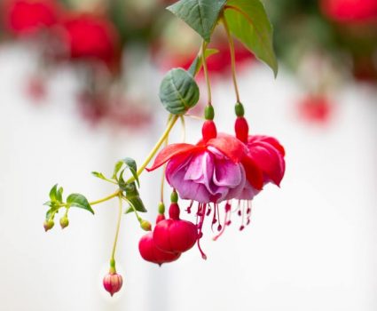 gardens-perennials-fushia