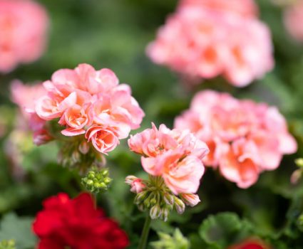 gardens-perennials-geraniums