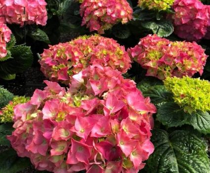 gardens-perennials-hydrangeas
