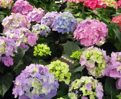 gardens-perennials-hydrangeas-variety