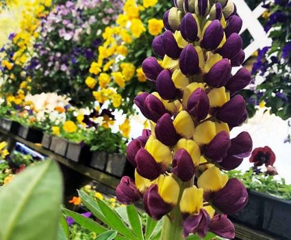 gardens-perennials-lupine