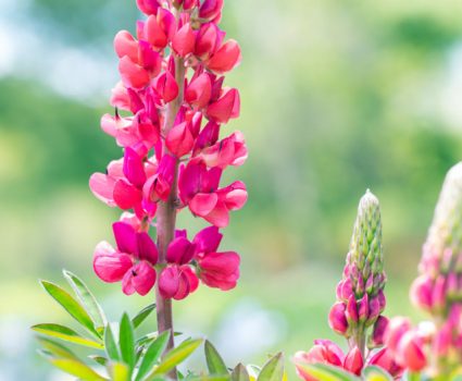 gardens-perennials-lupine-pink