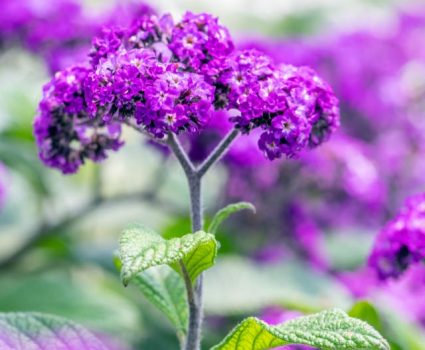 gardens-perennials-purple-blooms