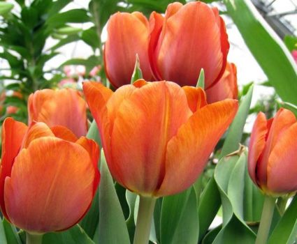 gardens-sping-tulips