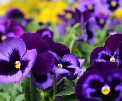 Pansies