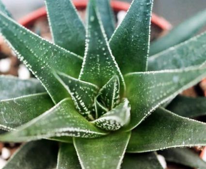 gardens-succulent-plant