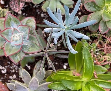 gardens-succulents