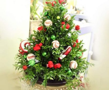 Holiday Boxwood Tree