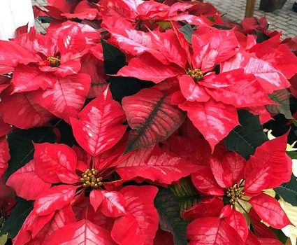 Beautiful Poinsettias at Stony Hill Gardens - Chester, NJ