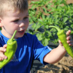 Pick Your Own Vegetables