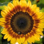Additional Sunflowers