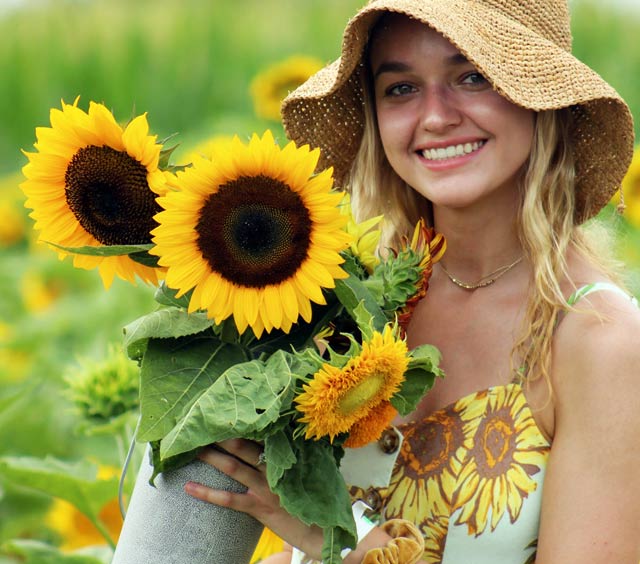 Pick your own sunflowers at the farm