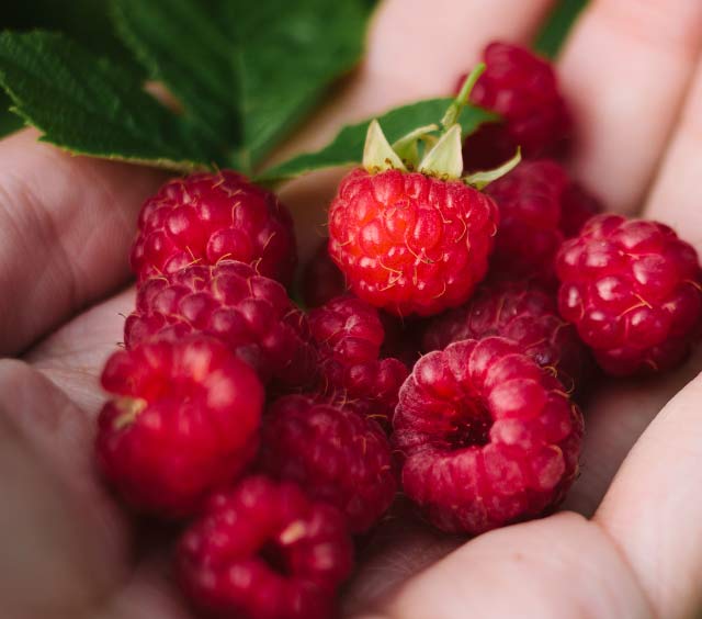 upick-raspberries