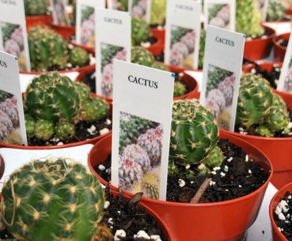 gardens-cactus-plants
