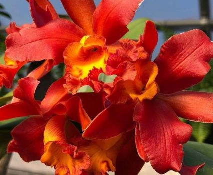 gardens-orchids-cattleya-orange