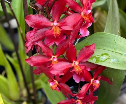 gardens-orchids-unique-varieties-red