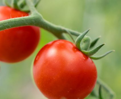 gardens-vegetables-tomato-plants