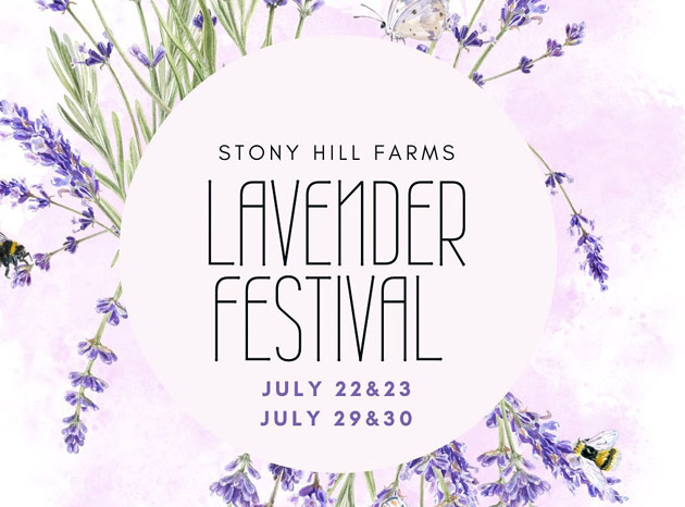 Lavender Festival at Stony Hill Farms