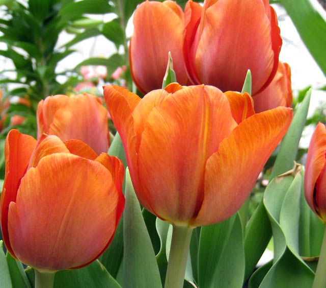 Easter Blooms: Tulips