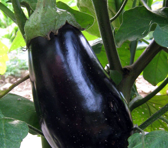Vegetable Picking - New Jersey (Pick your own eggplant)